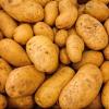 Par peur d'une pénurie il commande 30 tonnes de pommes de terre