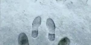 Découverte d'une nouvelle espèce suite aux premières neiges