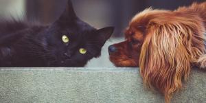 Une ville chinoise interdit la consommation de chiens et de chats
