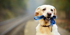 Les agences de location canine fleurissent un peu partout