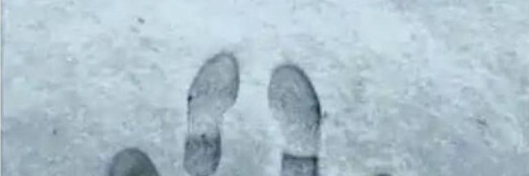 Découverte d'une nouvelle espèce suite aux premières neiges