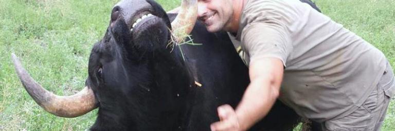 Les taureaux Espagnol vivent plus longtemps pendant l'épidémie de Covid-19