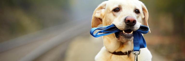 Les agences de location canine fleurissent un peu partout